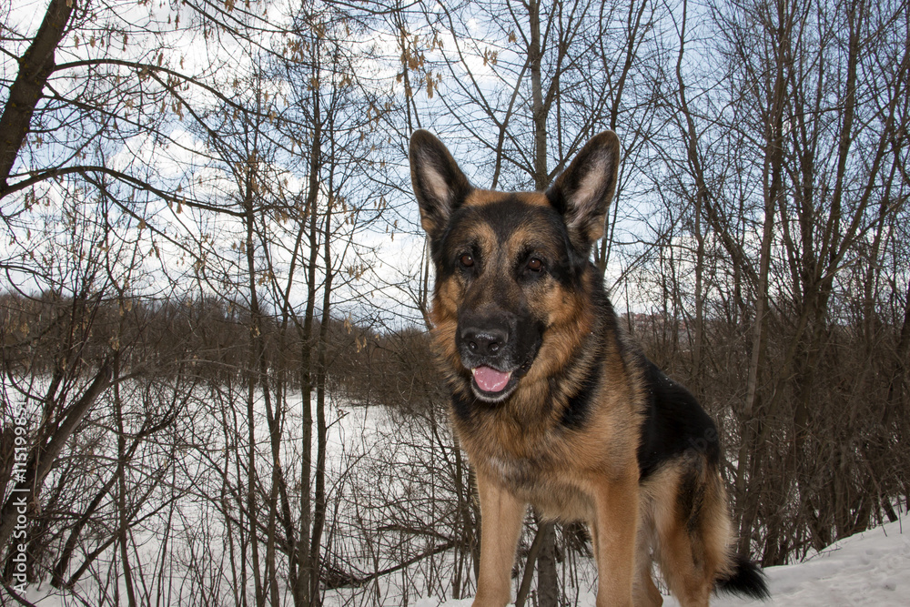 German shepherd dog on snow in winter day German shepherd dog on snow in winter day