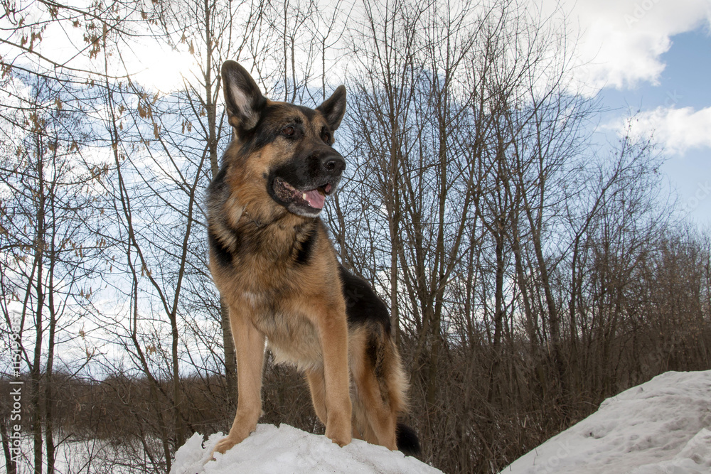 German shepherd dog on snow in winter day German shepherd dog on snow in winter day