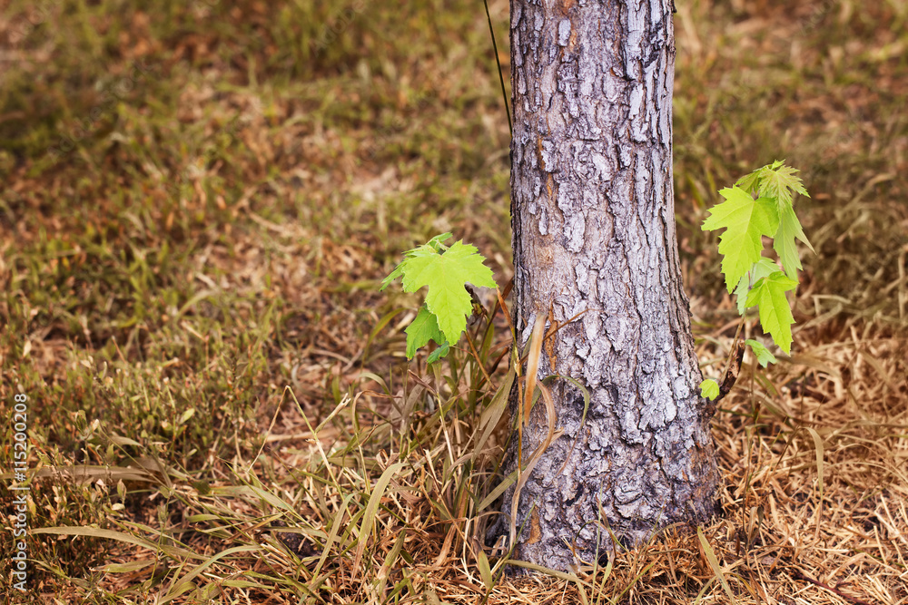 Obraz premium Young maple sprouts