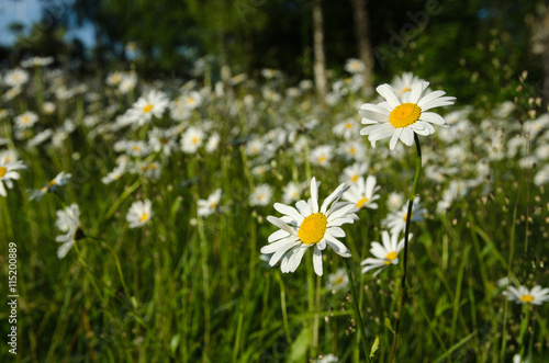 Daisies with summer feeling