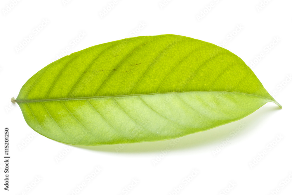 Obraz premium Green leaves Isolated on white background