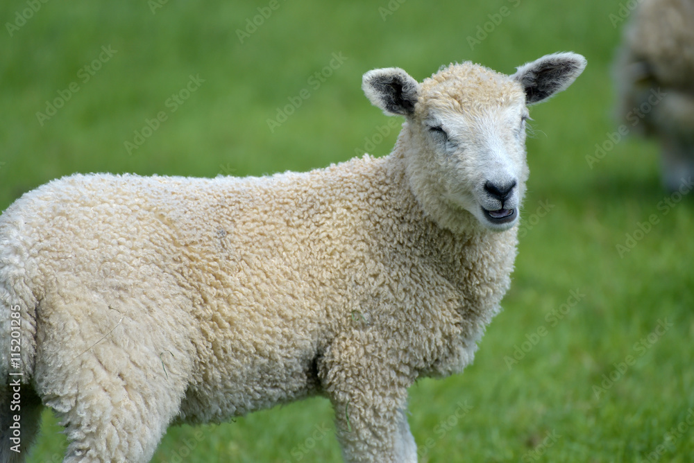 Sheep and lambs in field near Abbotsbury, Dorset Sheep and lambs in field near Abbotsbury, Dorset
