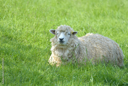 Sheep in field near Abbotsbury, Dorset