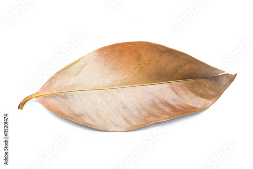 Dry leaves on white background