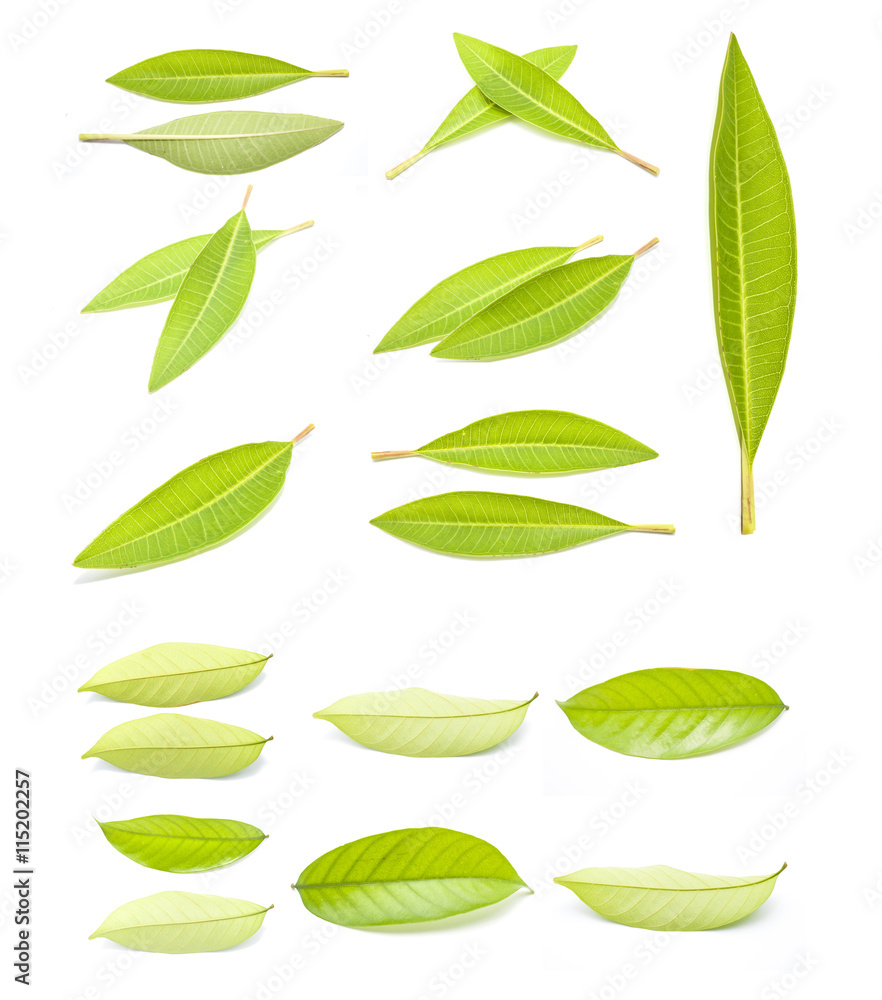 Green leaves Isolated on white background Green leaves Isolated on white background