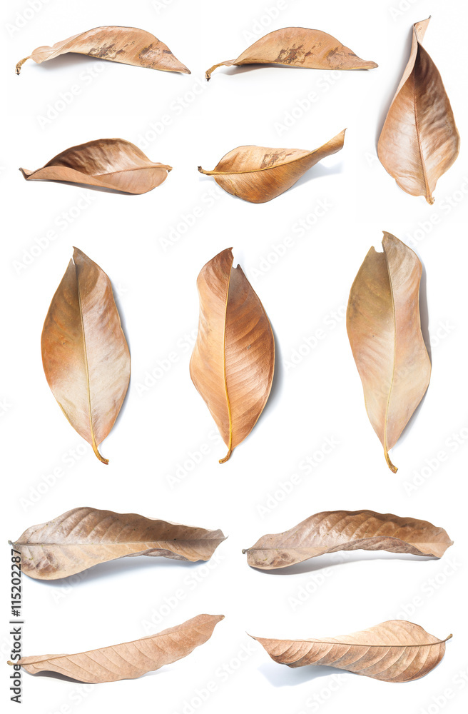 Dry leaves on white background Dry leaves on white background