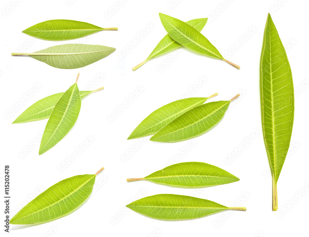 frangipani leaf on white background