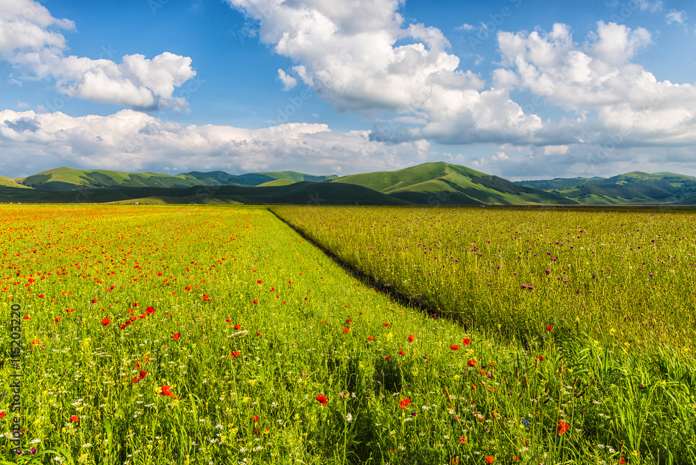 Fioritura Castelluccio