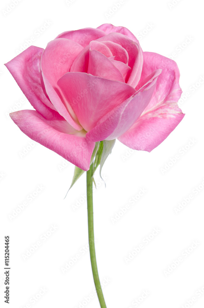 beautiful single pink rose on a white background beautiful single pink rose on a white background