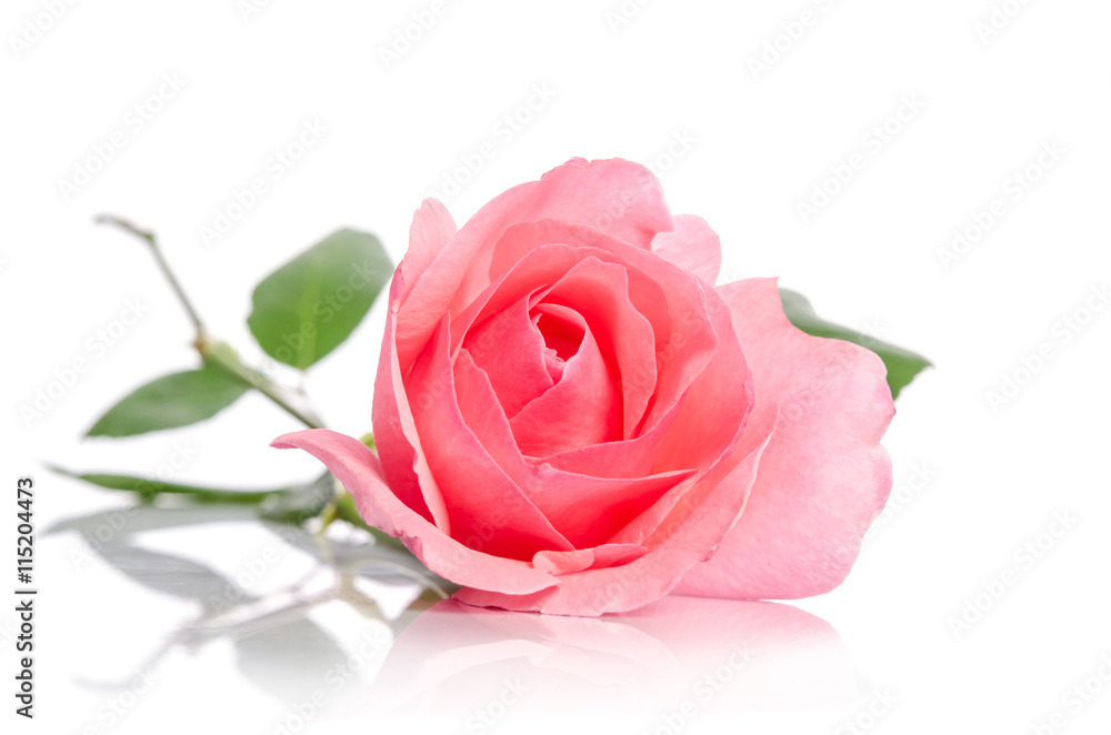 Fototapeta premium beautiful single pink rose lying down on a white background