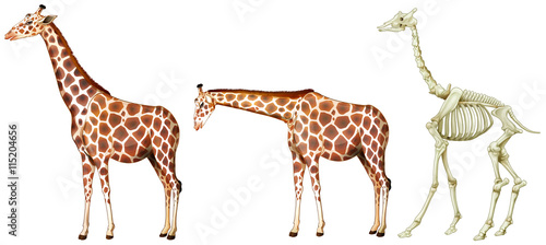 Giraffe and its bone structure