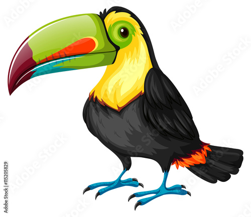 Toucan bird on white background