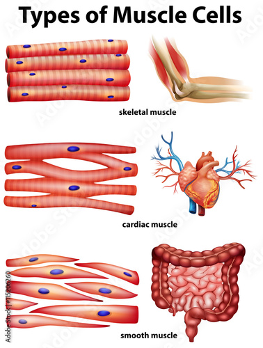 Diagram showing types of muscle cells