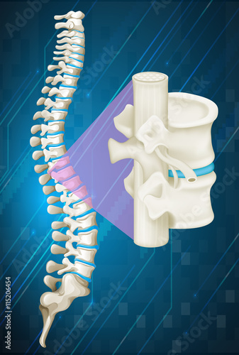 Spine bone on blue background
