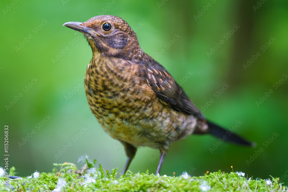 The young Blackbird The young Blackbird
