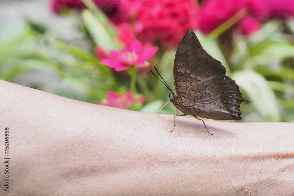 Obraz premium Butterfly on hand OLYMPUS DIGITAL CAMERA