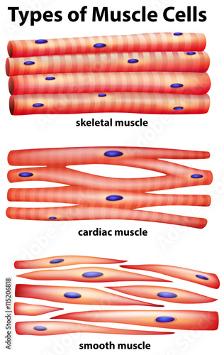 Diagram showing types of muscle cells