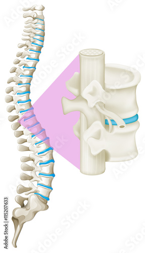 Close up spine bone