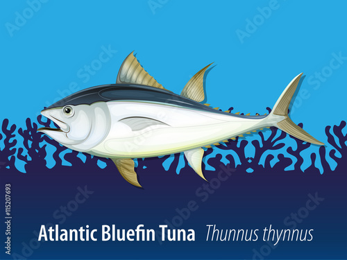 Atlantic bluefin tuna in the sea
