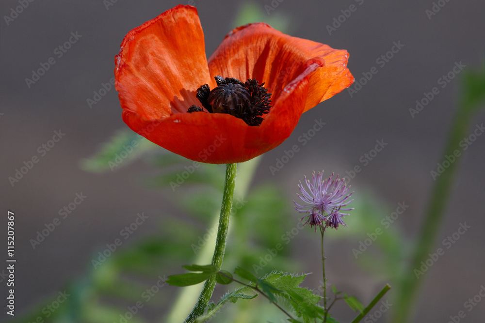 Fototapeta premium Red poppy