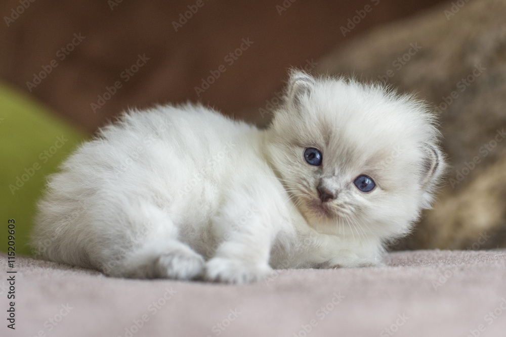 Ragdoll Kitten