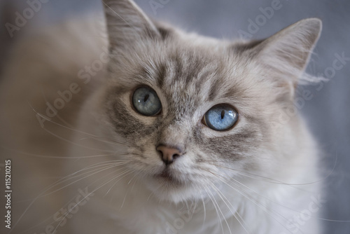 Blue Tabby Ragdoll Cat