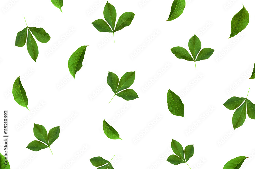 Pattern with green leaves at white background. Flat lay, top vie