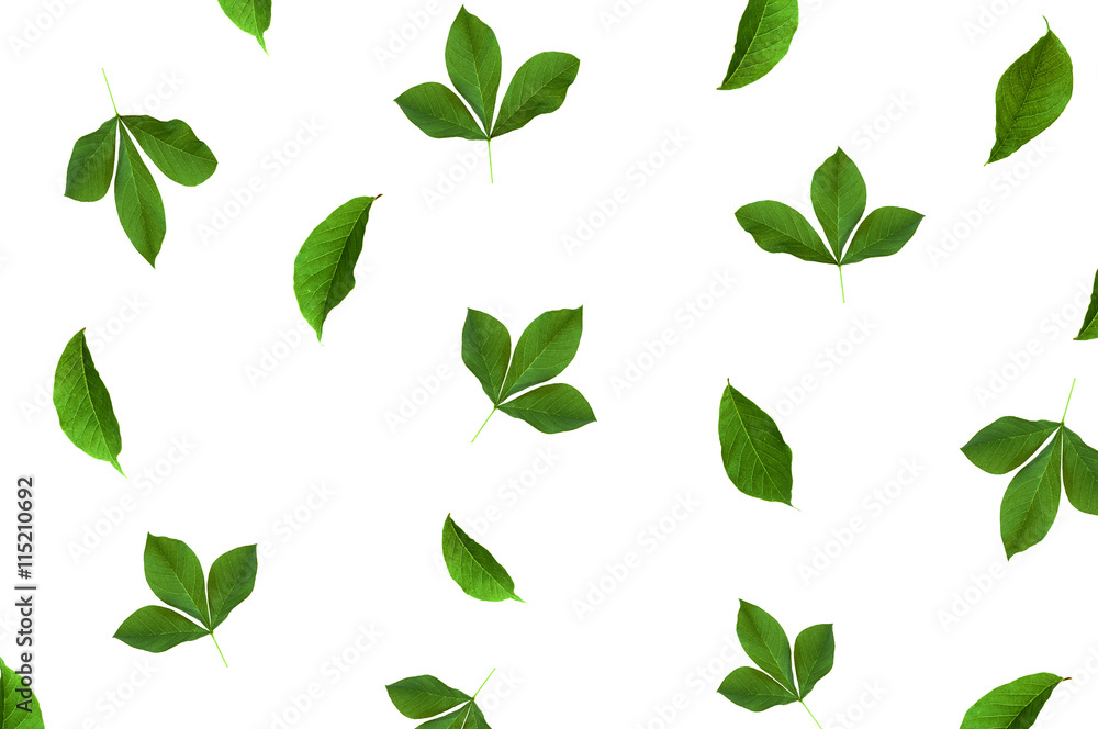 Pattern with green leaves at white background. Flat lay, top vie Pattern with green leaves at white background. Flat lay, top vie
