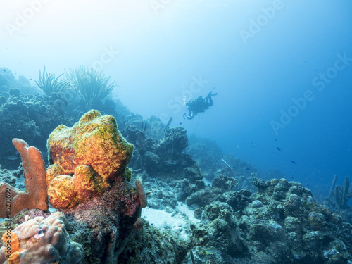 Fototapeta Naklejka Na Ścianę i Meble -  Unterwasser - Riff - Schwamm - Taucher - Tauchen - Curacao - Karibik 