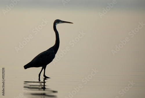 The western reef heron silhouette © Dr Ajay Kumar Singh