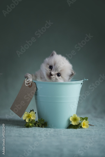 Fototapeta Naklejka Na Ścianę i Meble -  Ragdoll Kitten