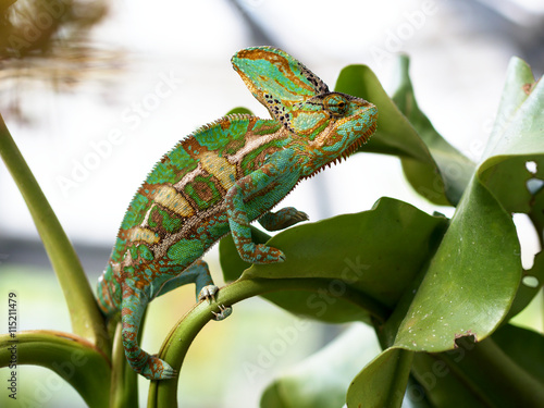 Male Yemen chameleon - chamaeleo calyptratus