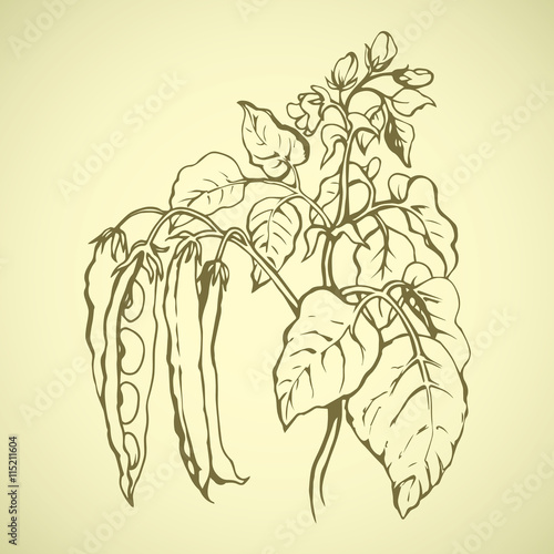 Branches beans. Vector drawing