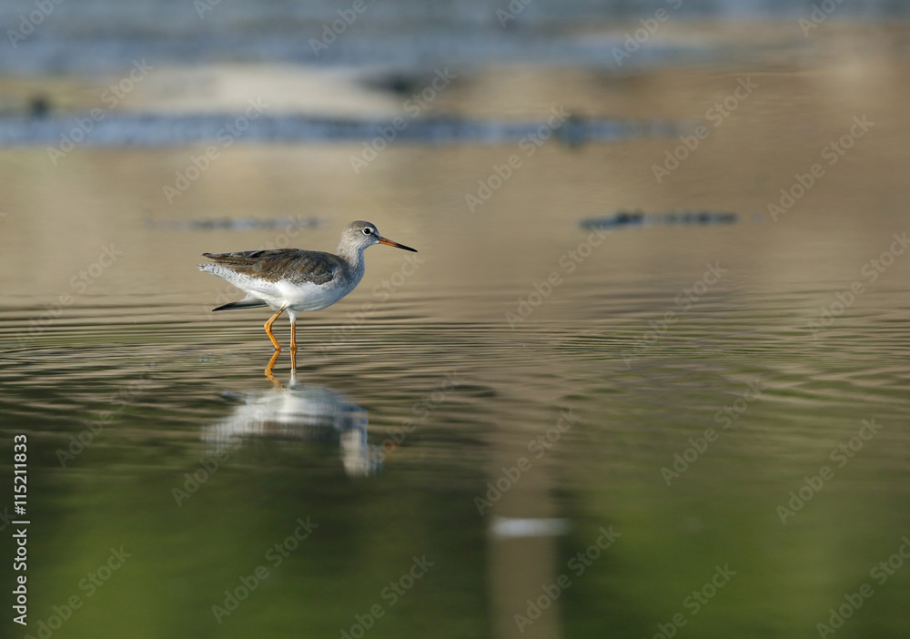 Redshank and reflection on water Redshank and reflection on water