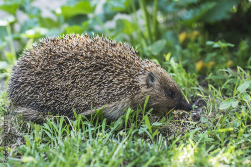 Hedgehog on green lawn