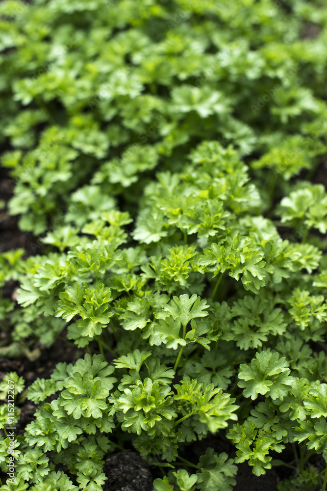 Parsley in a home garden Parsley in a home garden