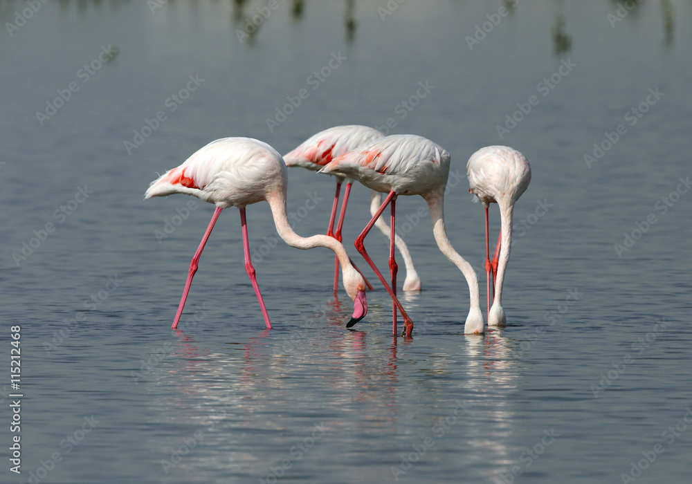 Greater Flamingos feeding in Bahrain water