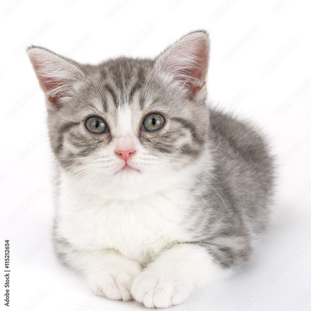 Obraz premium Gray kitten lies on a white background and looking straight ahea