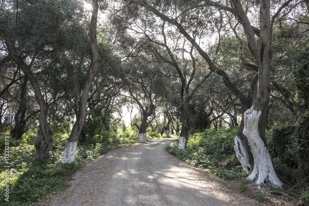 Fototapeta premium Old olive trees and road