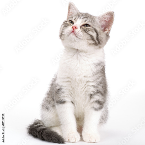 Gray kitten sitting on white background and looks in the directi