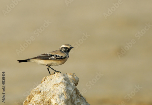 Desert wheatear on the rock photo