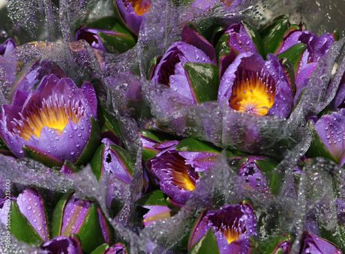 фотографія water lilies for selling_Seerosen
