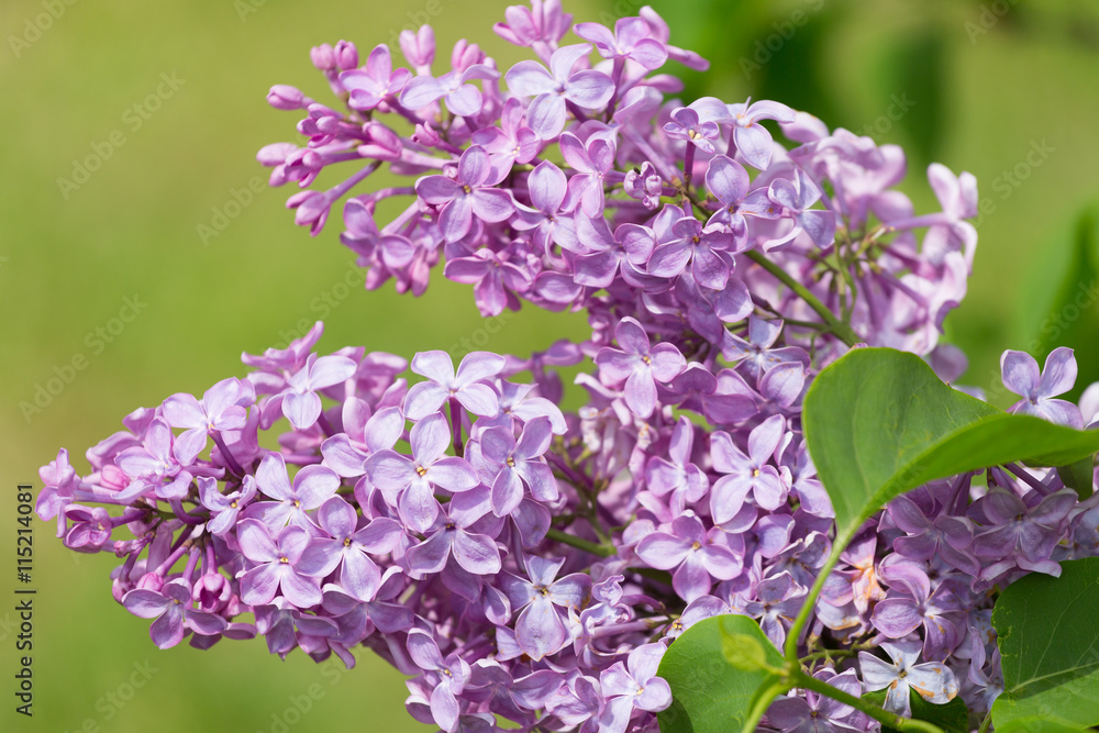 branch of blossoming lilac close up branch of blossoming lilac close up