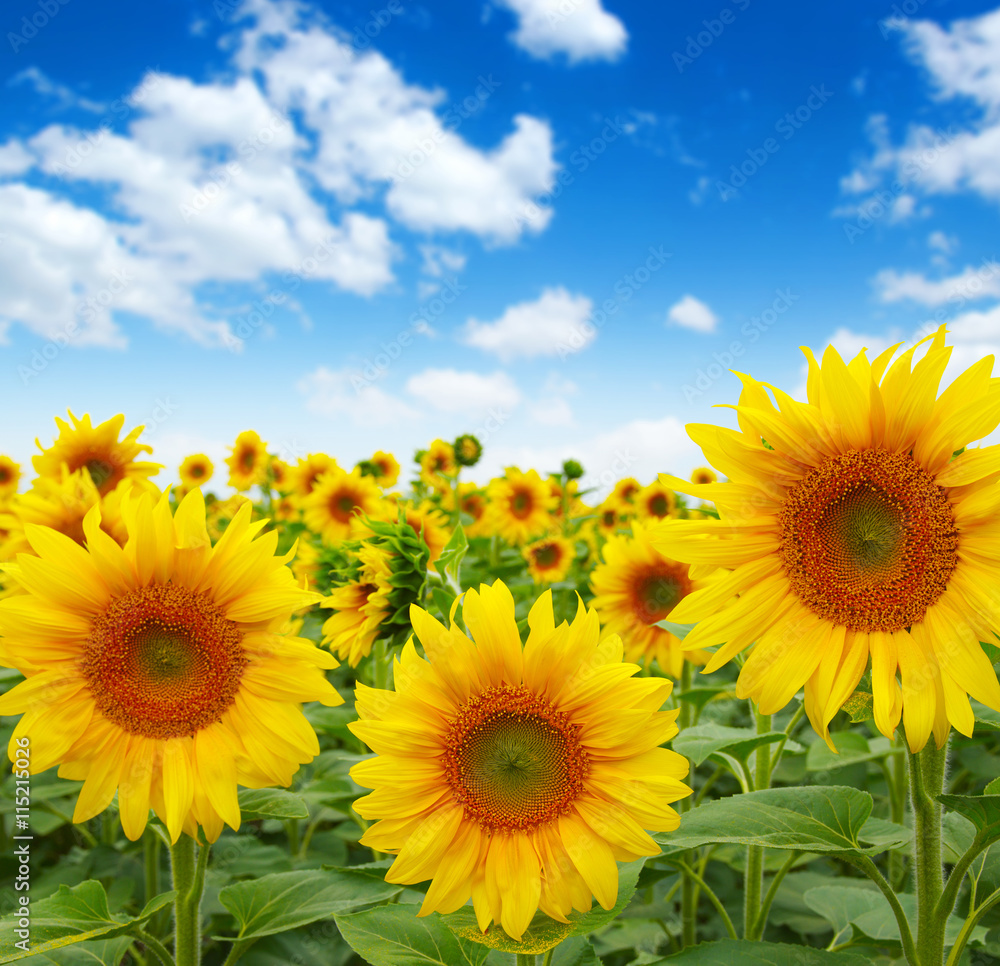 Naklejka premium sunflowers field on sky