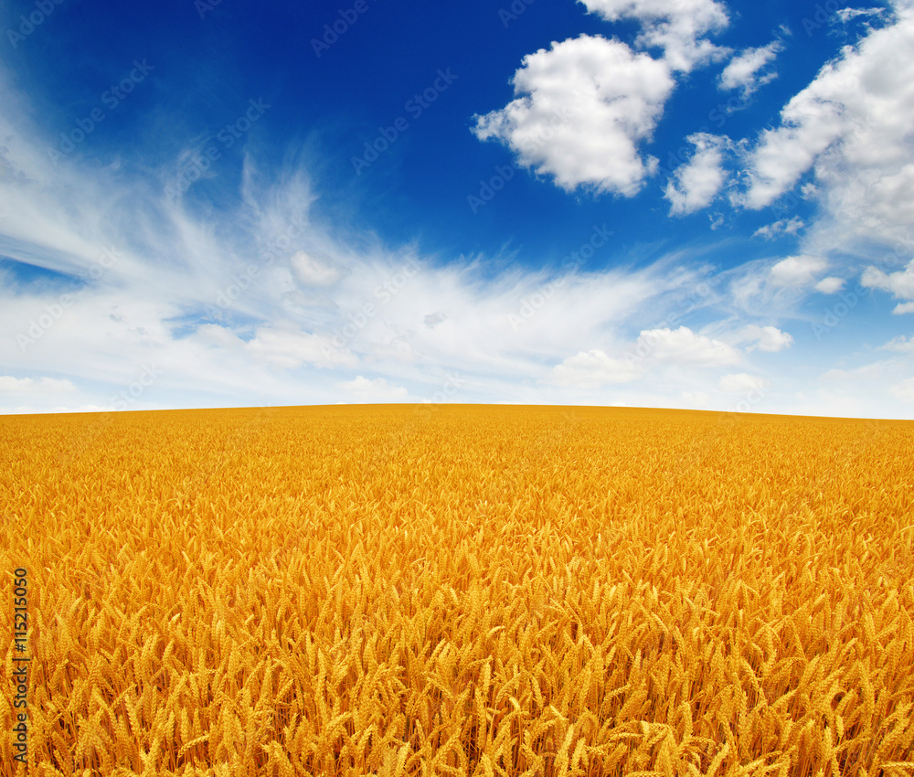 Naklejka premium wheat field and sky