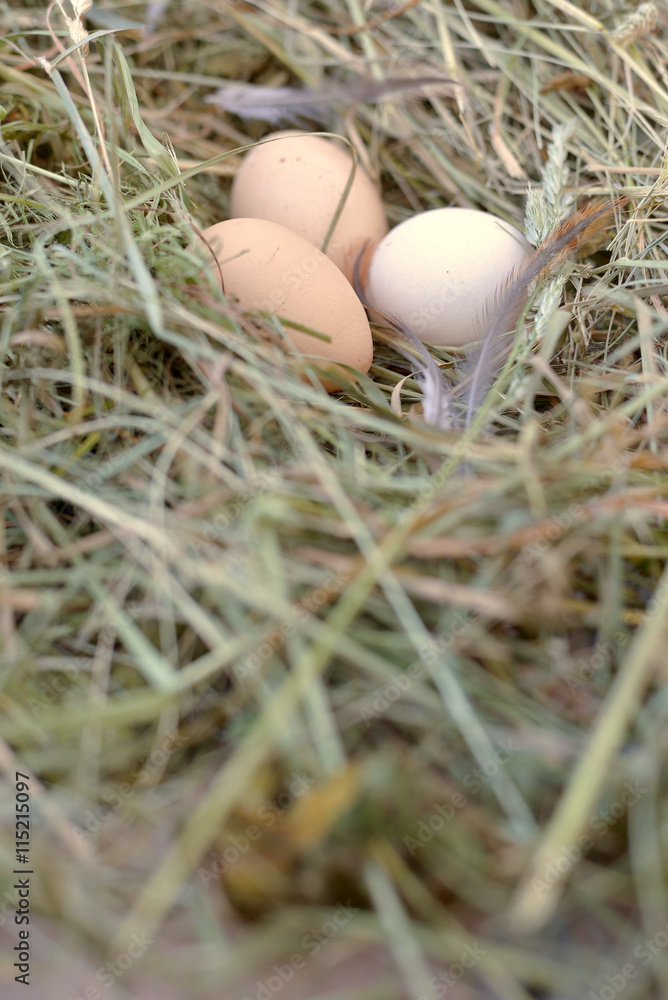 Chicken eggs Chicken eggs