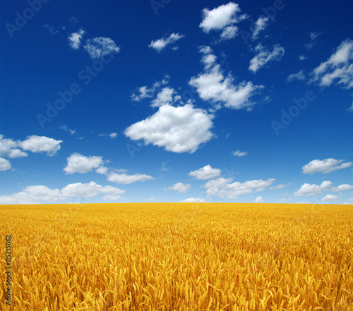 wheat field and sky