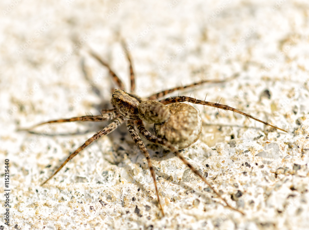 Small Spider Close Up Small Spider Close Up