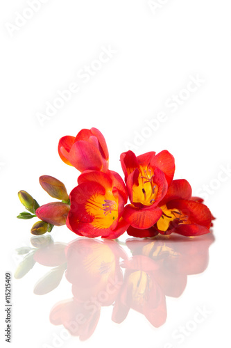 Beautiful red freesia, isolated on white