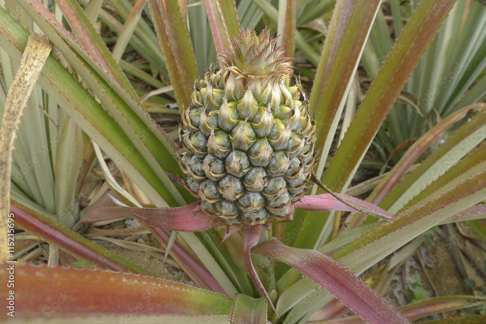 pineapple in a field at Khaolak Thailand pineapple in a field at Khaolak Thailand